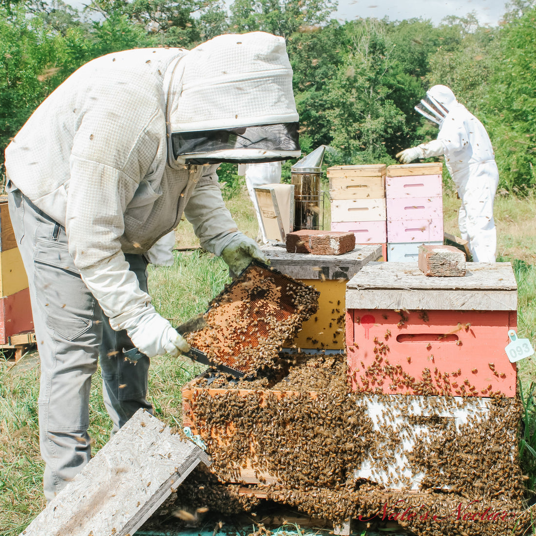 Where Does Your Honey Really Come From? Inside Our Ohio Apiaries