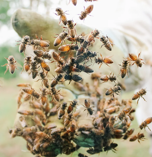 Honeybees in Nate's hand